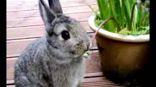 Netherland Dwarf Bunnies: eating a flower