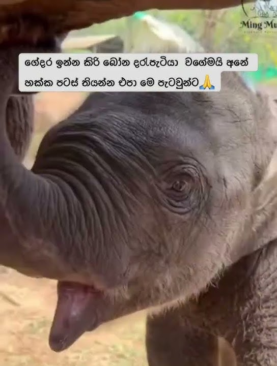 මෙ දරැවෝ වගේ ඉන්න  කිරි බොන පැටවු න්ට හක්ක පටස් තියන්න එපා🙏🥺#elephant #animals #peyu