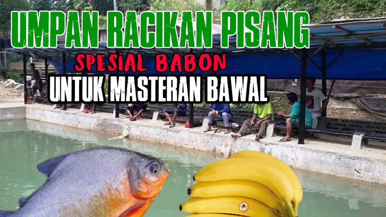 RACIKAN UMPAN IKAN BAWAL galatama harian Media Pisang