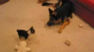 Hero And Isis Get A Jackahuahua