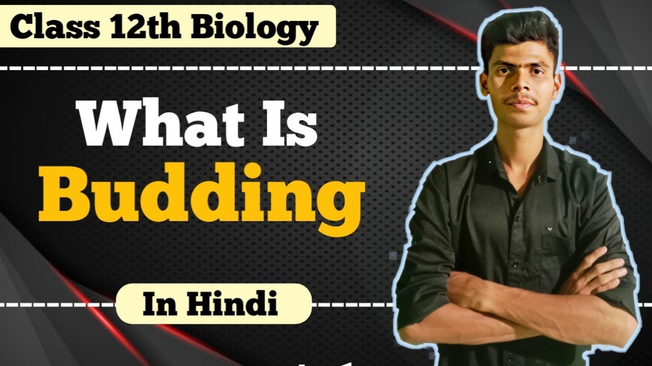 What is Budding | Budding In Hydra | Asexual reproduction: Budding