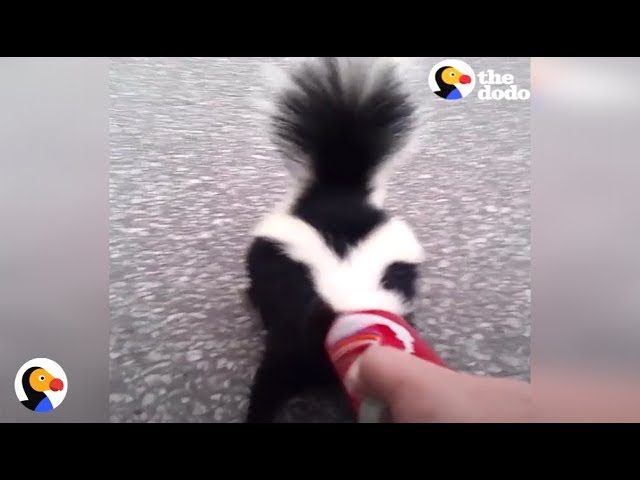 BRAVE Guy Rescues Skunk Before Important Meeting With the Mayor | The Dodo