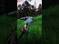 RDR2: This Camp Shootout Got INSANE! 🤠🔥 #Shorts #RDR2