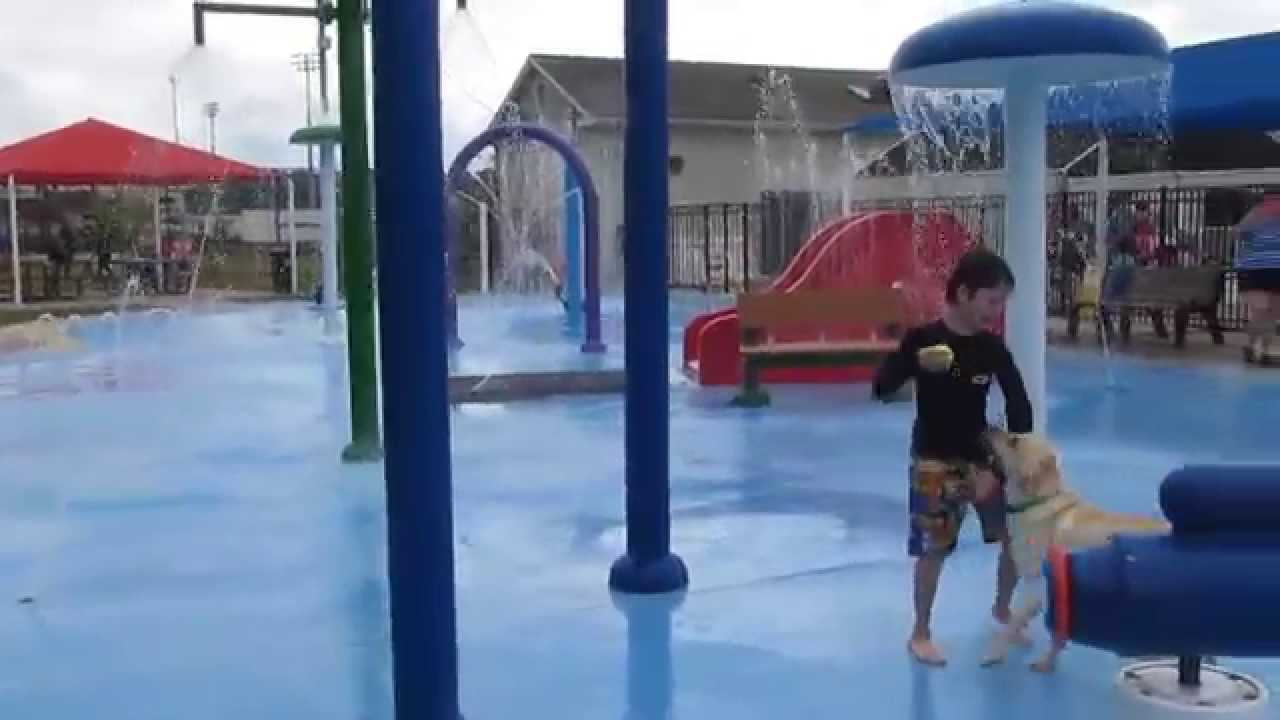 Dog in Splash park - 2014