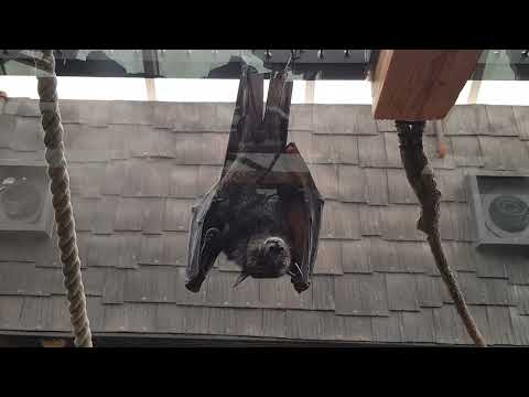 Large flying foxes and their enclosure