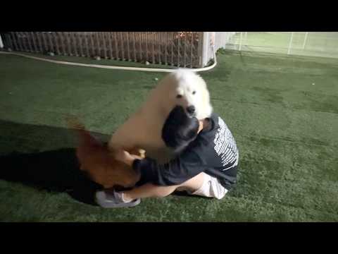 It seems to think of itself as a puppy. - YouTube