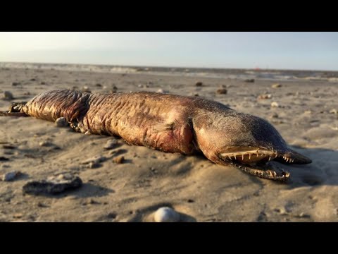 Vídeo: As Estranhas Criaturas Do Lago Artificial Travis No Texas - Visão Alternativa