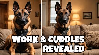 The Secret Life of a Belgian Malinois: Canines Who Work AND Cuddle?