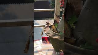 #Butterfly#naturelovers #animals #beautiful #butterflyshorts #feedshort  #homeforall #প্রজাপতি