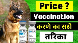 Dog Vaccination | Dog Vaccination Shedule | Vaccination For Dogs | Puppy Vaccination by Vaibhav Dog's World 945 views 9 months ago 4 minutes, 13 seconds