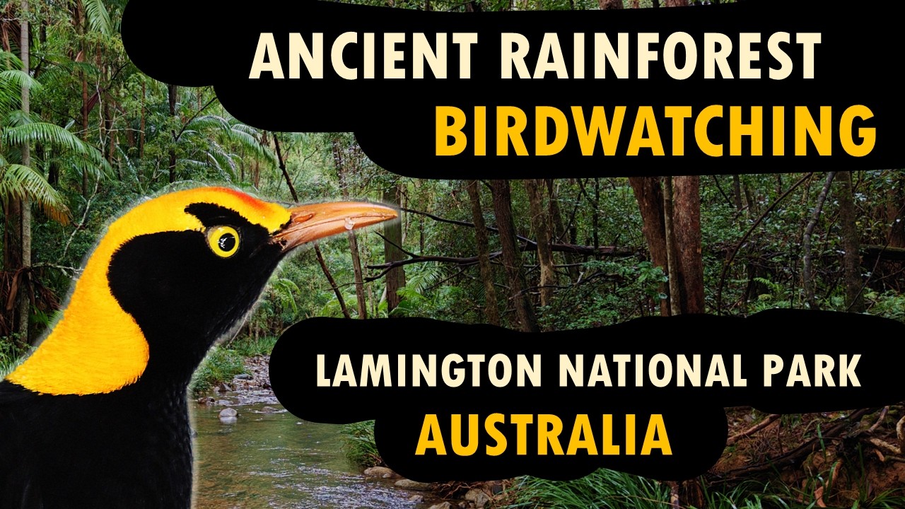 Ancient Rainforest Birdwatching, Lamington National Park, QLD, Australia