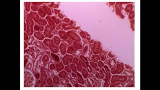 Practical Histology Cytology