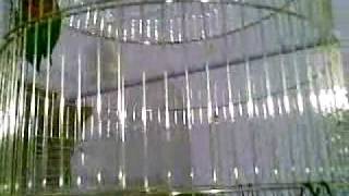 lovebird.mp4