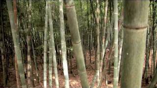Bamboo Revolution & Bamboo Valley Begin Growing Bamboo for Timber Harvest