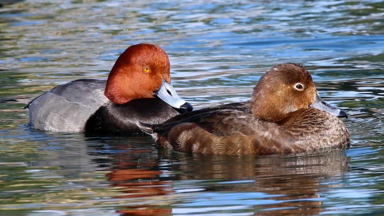 Redhead ducks