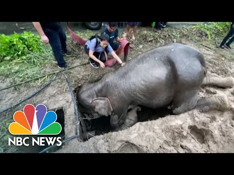 Watch: Dramatic Video Shows Rescue Of Baby Elephant That Fell Into A Manhole In Thailand - YouTube