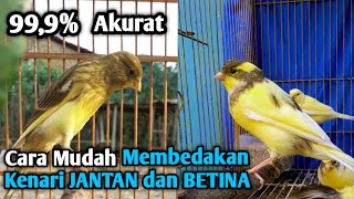 How to Accurately Distinguish Between Male and Female Canaries 100%