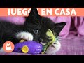 5 JUEGOS para ENTRETENER a tu GATO en CASA 🐱