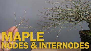 Pruning your Maple Bonsai - Nodes & Internodes