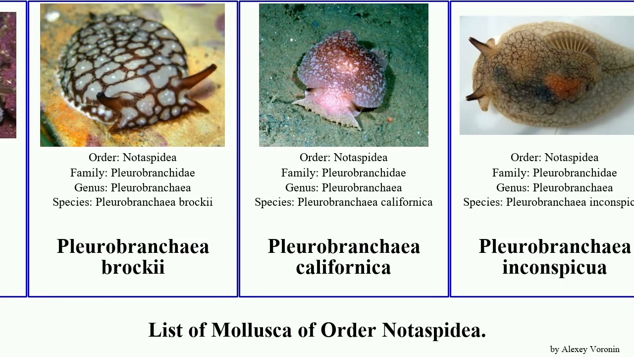 List of Mollusca of Order Notaspidea. pleurobranchus pleurobranchaea berthella berthellina sea