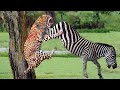 Incredible! Mother Zebra Injured But Still Take Down Cheetah To Save Her Baby - Cheetah vs Zebra