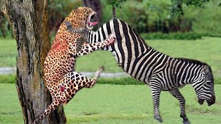 Incredible! Mother Zebra Injured But Still Take Down Cheetah To Save Her Baby - Cheetah Vs Zebra