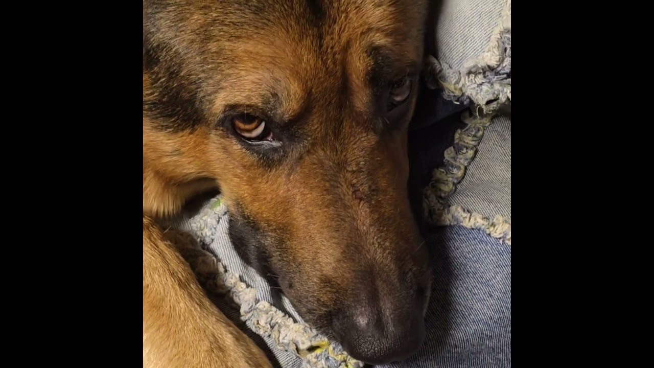 Virgil german shepherd. 