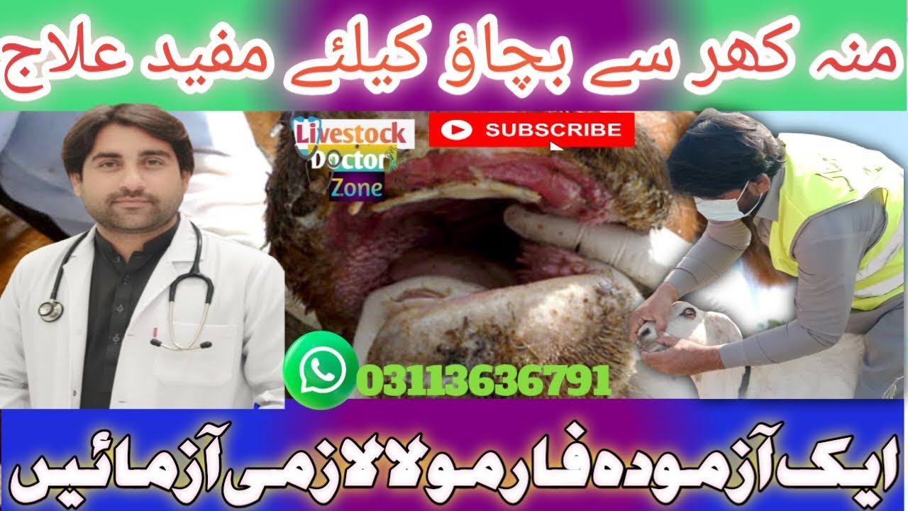 منہ کھر سے بچاؤ اور علاج 