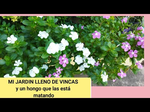 Video: ¿Qué causa las hojas de vinca amarillas? Razones por las que las hojas de vinca cambian de color