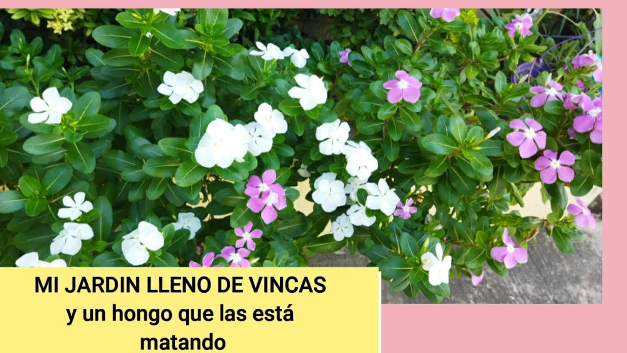 LAS VINCAS SE ESTAN MURIENDO😭QUE ESTA PASANDO😱