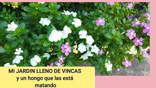 LAS VINCAS SE ESTAN MURIENDOQUE ESTA PASANDO