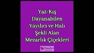 YAZ-KIŞ DAYANIKLI YAYILICI VE HALI ŞEKLİ ALAN MEZARLIK ÇİÇEKLERİ