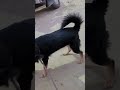 మమ్మీ వేరే డాగ్స్ ని ముట్టుకుంటే 🐶❤️#ammu #cute #dog #funny #shortsfeed #viral