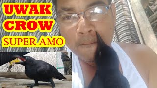 Uwak Super Amazing Bird