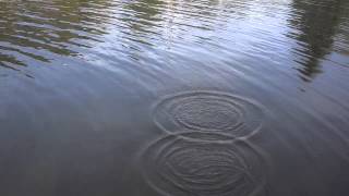Video   Water Wave Interference