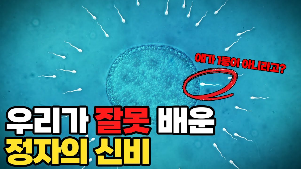 당신은 정자와 난자에 대해 오해하고 있다? 인간 수정의 신비(ft.목정완 과커) [과장창 클래식]