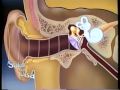 Anatomía y Funcionamiento del Oído