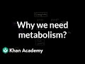 Understanding Metabolism and Cellular Respiration
