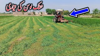 How To Dry Alfalfa For Goats - Goat Feed - Best Feed For Goats - Alfalfa