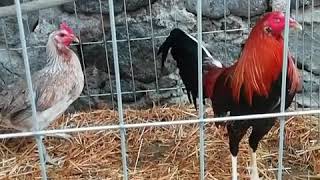 Kelso 20k con gallina grey para sacar giros