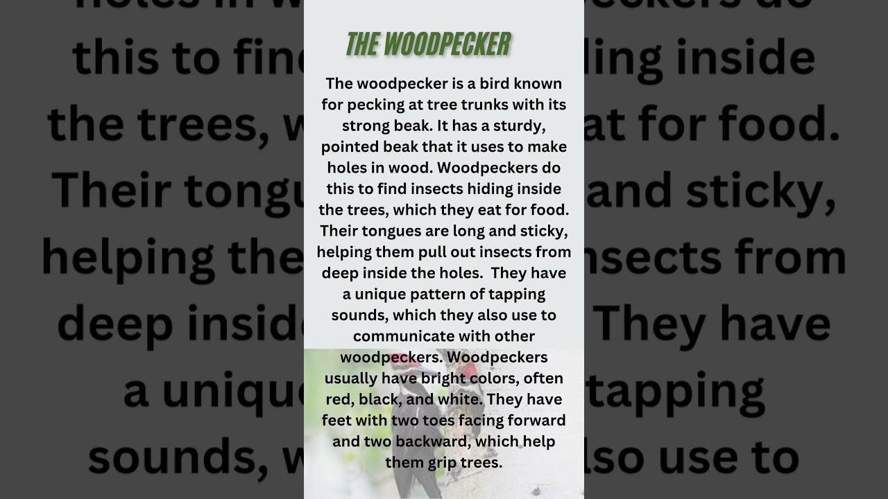 10 lines on woodpecker in English/ My favorite bird woodpecker/ short lines on woodpecker/ paragrap