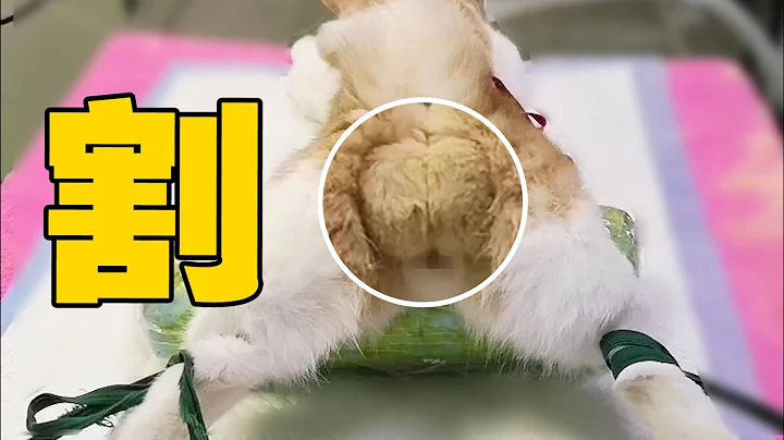 【喵来啦】直击猫咪绝育现场：一代巨蛋陨落！ - 天天要闻
