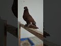 Андижанское голубь Мухаммада пискун самка