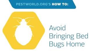 How to Prevent Hitchhiking Bed Bugs