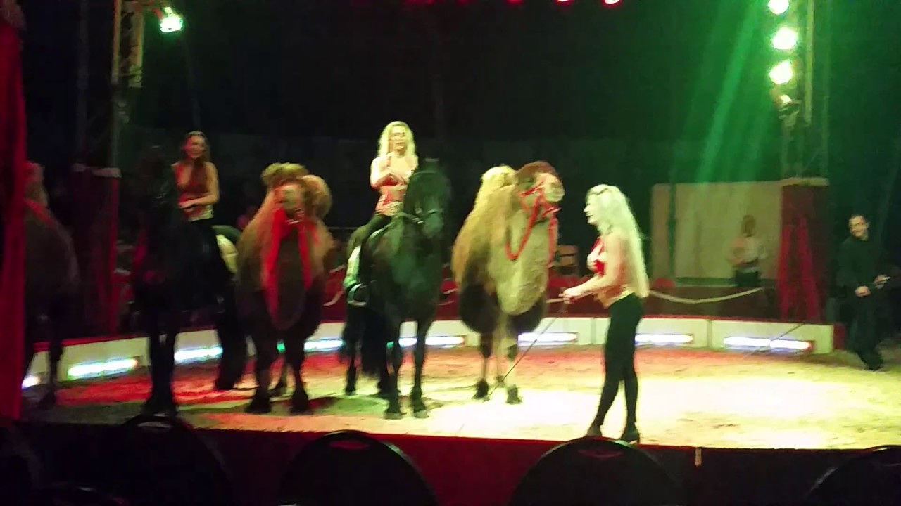 Marilyn Zinnecker mit ihrer Pferde und Kamel Dressur im Super Circus Busch 2016