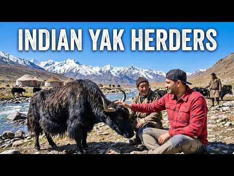 Surviving at 15,000ft! Life of Indian YAK Herders!