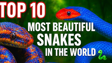 Top 10 Most Beautiful Snakes in the World | Stunning and Colorful Snakes You Must See...
