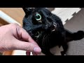 甘えてたのに豹変してヤンキーになる黒猫【保護猫ロコちゃん】