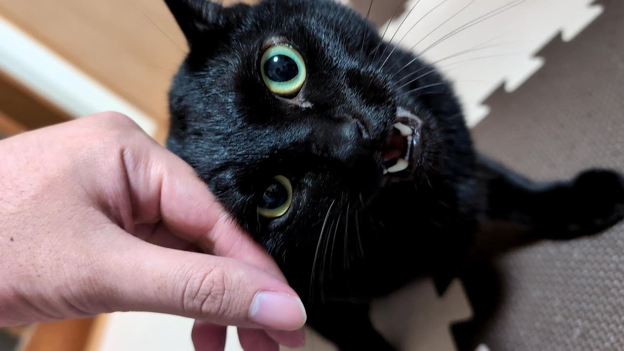 甘えてたのに豹変してヤンキーになる黒猫【保護猫ロコちゃん】