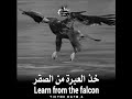 خذ العبرة من الصقر حالات واتس ضحك